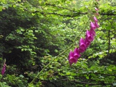 SAMSUNG DIGITAL CAMERA