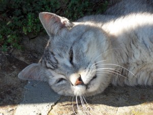 Tête de chat gris en gros plan