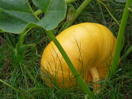 SAMSUNG DIGITAL CAMERA