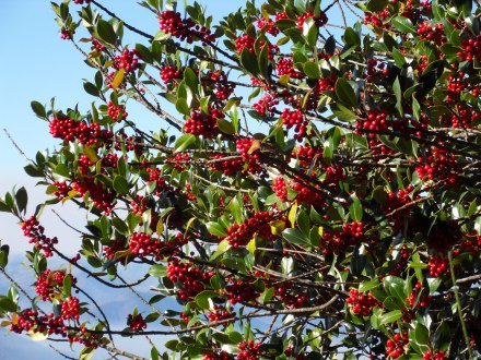 SAMSUNG DIGITAL CAMERA