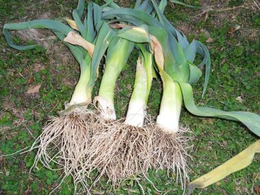 SAMSUNG DIGITAL CAMERA