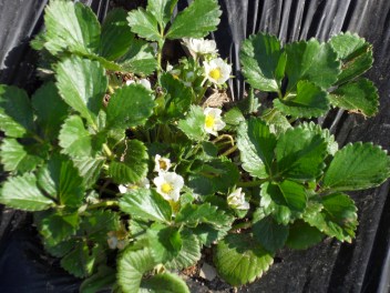 SAMSUNG DIGITAL CAMERA