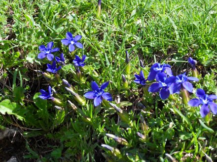Les premières gentianes