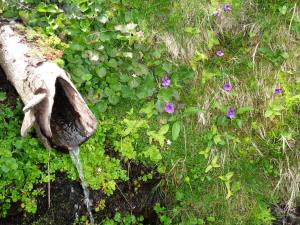 Petites fleurs violettes