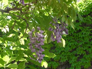 Glycine en fleurs