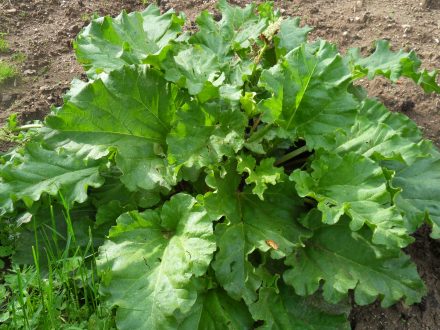 La rhubarbe du jardin