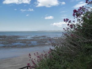 Fleurs en bord de mer