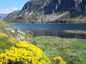 Flore pyrénéenne