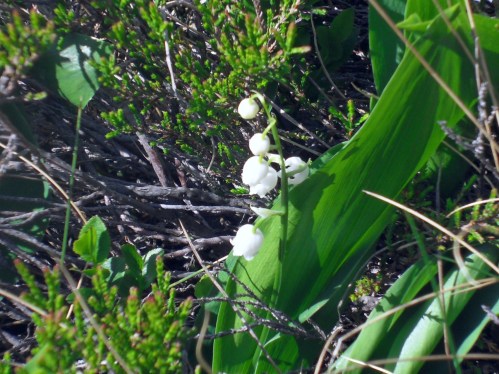 Muguet sauvage