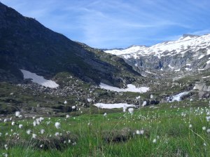 Joncs en fleurs et montagne enneigée