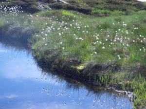 Reflets de fleurs