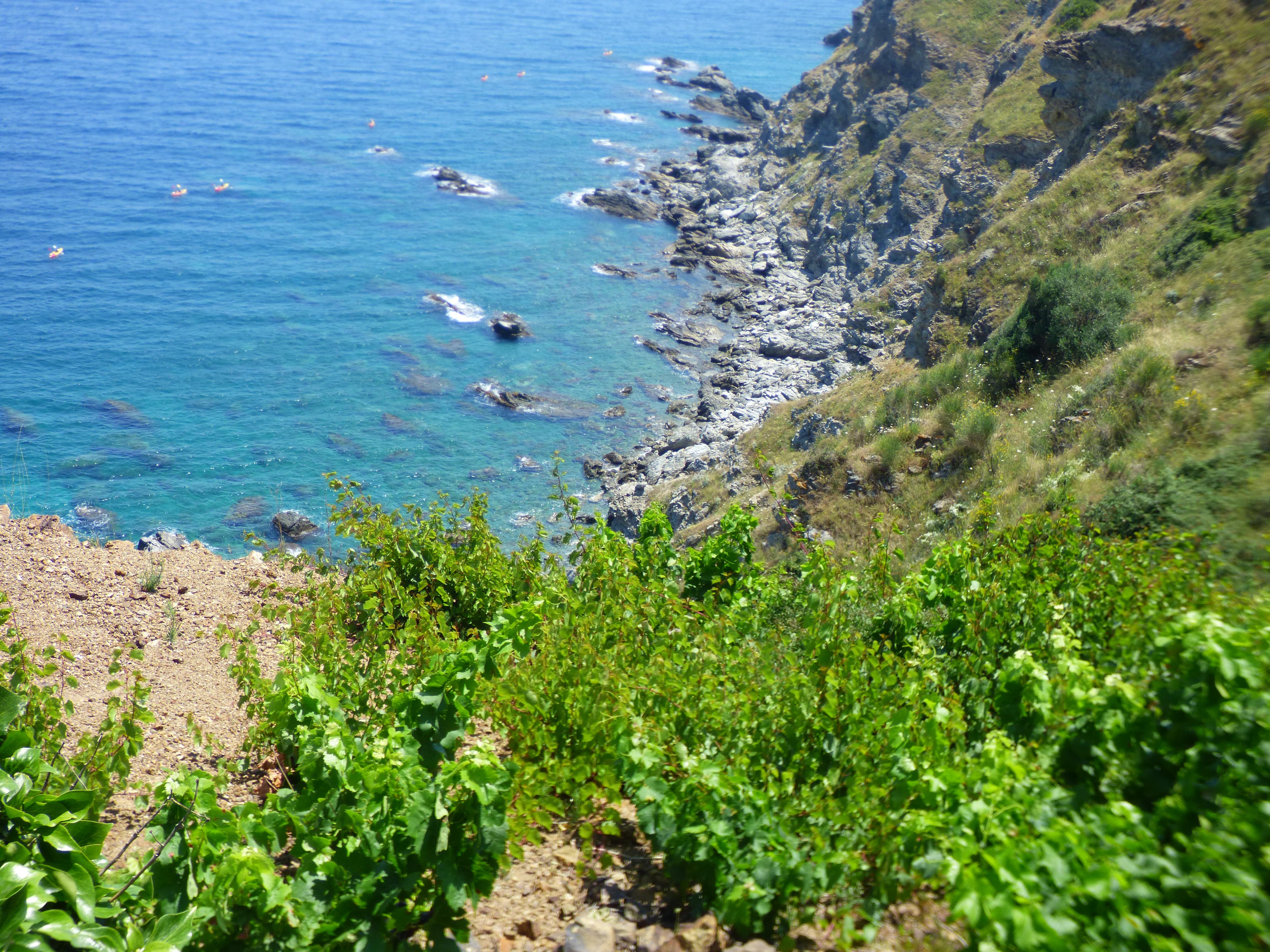 les vignes sur les terrains pentus